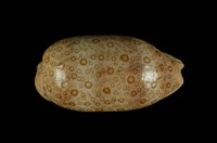 藏品(百眼寶螺)的圖片